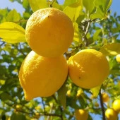Tüplü Yarı Bodur Soğuklara Dayanıklı (Karasal İklime Uygun) Yediveren Limon Fidanı - 1