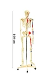 İskelet Modeli 160cm İnsan İskeleti Gerçek Boyut - 1