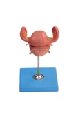 Uterus Maketi - Uterus Modeli - 1