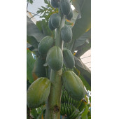 Papaya 2 adet (Ağaç kavunu) - 2
