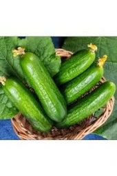 20 Adet Tohum Nadir Erkenci Bol Verim Sırık Salatalık Tohumu Süpriz Hediye Tohum thumbnail 1