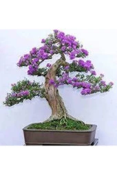 5 Adet Tohum Bodur Jakaranda Bonsai Ağacı Tohumu Sürpriz Hediye Bonsai Ağacı Tohumludur - 1