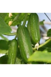 20 Adet Tohum Nadir Erkenci Bol Verim Sırık Salatalık Tohumu Süpriz Hediye Tohum thumbnail 2