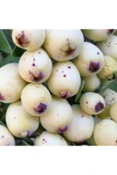 10 Adet Tohum Tropikal Nadir Hambeles Meyvesi Tohumu Orjinak Tohum Sürpriz Hediye Tohumludur - 2