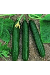 20 Adet Tohum Nadir Erkenci Bol Verim Sırık Salatalık Tohumu Süpriz Hediye Tohum thumbnail 3