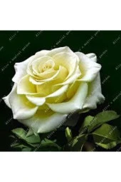 5 Adet Tohum Nadir Beyaz Gül Tohumu Organik Bahçe Gülü Saksı Toprak Hediyemiz - 1