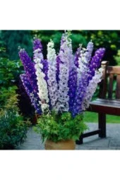 10 Adet Tohum Hezaren Çiçeği Tohumu Karışık Hezaren Çiçeği Egzotik Çiçek Saksı Toprak - 1