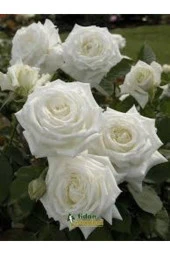 5 Adet Tohum Nadir Beyaz Gül Tohumu Organik Bahçe Gülü Saksı Toprak Hediyemiz - 3