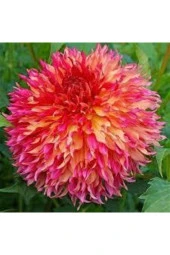 5 Adet Tohum Hollanda Ithal Nadide Dehlia Çiçeği Yıldız Çiçeği Tohumu Sürpriz Hediye Tohumludur thumbnail 2