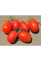 20 Adet Tohum Italyan Rio Grande Domates Tohumu Saksı Toprak Süpriz Hediye Tohum thumbnail 3