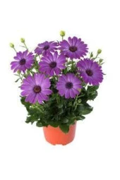 Tohum Kraliçe Papatya Çiçeği Tohumu thumbnail 1