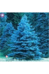 5 Adet Tohum Nadir Mavi Ladin Ağacı Tohumu Mavi Ladin Sürpriz Hediye Tohum - 1