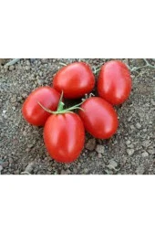 20 Adet Tohum Italyan Rio Grande Domates Tohumu Saksı Toprak Süpriz Hediye Tohum thumbnail 4