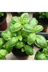 10 Adet Tohum Yeşil Yapraklı Mis Kokulu Fesleğen Çiçeği Tohumu Fesleğen Çiçeği Saksı Toprak - 1