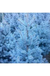 5 Adet Tohum Nadir Mavi Ladin Ağacı Tohumu Mavi Ladin Sürpriz Hediye Tohum - 2