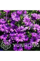 Tohum Kraliçe Papatya Çiçeği Tohumu thumbnail 3