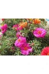 10 Adet Tohum Katmerli Ipek Çiçeği Tohum Ipek Çiçeği Tohumu Sürpriz Hediye Tohumla Gönderilir thumbnail 3