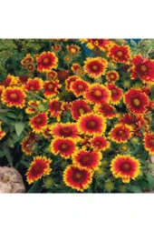 10 Adet Tohum Nadir Bulunan Meramlı Kız Çiçeği Tohumu Saksı Toprak Sürpriz Hediye Tohumludur - 1