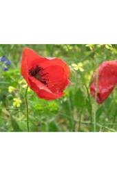 25 Adet Tohum Kırmızı Gelincik Çiçeği Tohumu Sürpriz Saksı Toprak Hediye Bonsai Ağacı Tohumuludur thumbnail 2