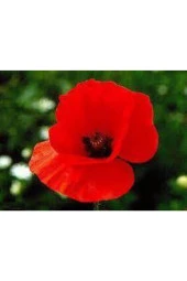 25 Adet Tohum Kırmızı Gelincik Çiçeği Tohumu Sürpriz Saksı Toprak Hediye Bonsai Ağacı Tohumuludur thumbnail 3