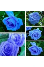 5 Adet Tohum Nadir Bulunan Mavi Gül Tohumu Mavi Bahçe Gülü Saksı Toprak Hediyemizdir - 1