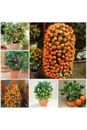 5 Adet Tohum Bodur Bonsai Mandalina Ağacı Toprak Saksı Sürpriz Heidye Bonsai Ağacı Tohumu thumbnail 2