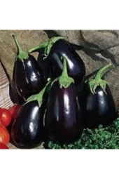 10 Adet Tohum Adana Dolmalık Patlıcan Tohumu Kurutmalık Dolmalık Topak Patlıcan Sürpriz Hediye Tohum thumbnail 2