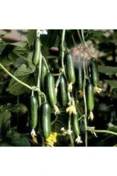 Tohum Yerli Çengelköy Salatalık Tohumu Mis Kokulu Erkenci Köy Salatalık Tohumu Sürpriz Tohum 30adet - 2