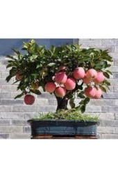 5 Adet Tohum Bodur Elma Ağacı Tohumu Elma Ağacı Sürpriz Heidye Ağacı Saksı Toprak - 2