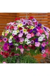 10 Adet Tohum Karışık Petunya Çiçeği Tohumu Saksı Toprak Sürpriz Hediye Bonzai Ağacı Tohumludur thumbnail 1