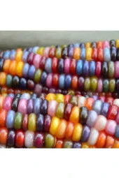 3 Adet Tohum Nadir Renkli Mısır Tohumu Renkli Mısır Hint Mısırı Yeni Mahsül Hormonsuz Verimli - 1