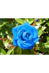 5 Adet Tohum Nadir Bulunan Mavi Gül Tohumu Mavi Bahçe Gülü Saksı Toprak Hediyemizdir - 2