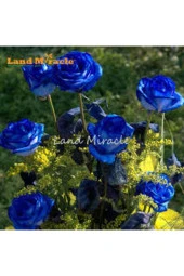 5 Adet Tohum Nadir Bulunan Mavi Gül Tohumu Mavi Bahçe Gülü Saksı Toprak Hediyemizdir - 3