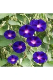 10 Adet Tohum Ithal Sarmaşık Gündüz Güzeli Sarmaşık Tohumu Saksı Toprak Sürpriz Hediye Tohumlu thumbnail 1