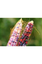 3 Adet Tohum Nadir Renkli Mısır Tohumu Renkli Mısır Hint Mısırı Yeni Mahsül Hormonsuz Verimli - 3