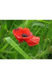 10 Adet Tohum Kırmızı Gelincik Çiçeği Tohumu Sürpriz Saksı Toprak Hediye Bonsai Ağacı Tohumuludur - 1