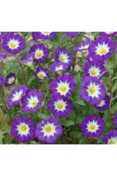 10 Adet Tohum Ithal Sarmaşık Gündüz Güzeli Sarmaşık Tohumu Saksı Toprak Sürpriz Hediye Tohumlu thumbnail 2