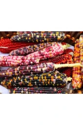 3 Adet Tohum Nadir Renkli Mısır Tohumu Renkli Mısır Hint Mısırı Yeni Mahsül Hormonsuz Verimli - 4