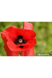 10 Adet Tohum Kırmızı Gelincik Çiçeği Tohumu Sürpriz Saksı Toprak Hediye Bonsai Ağacı Tohumuludur - 2