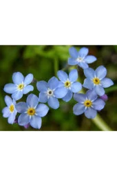 5 Adet Çok Nadir Bulunan Unutma Beni Çiçeği Tohumu Beni Unutma Çiçek Hediye Tohumlu thumbnail 2