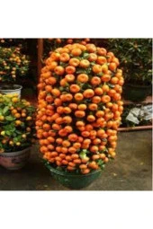 5 Adet Tohum Bodur Bonsai Mandalina Ağacı Toprak Saksı Sürpriz Heidye Bonsai Ağacı Tohumu thumbnail 4