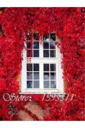 Tohum Çok Nadir Bulunan Kırmızı Japon Samaşık Tohumu Japon Sarmaşığı Sürpriz Hediye Tohumlu 20 Adet thumbnail 2