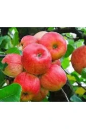 Sert Sulu Elma Tatlı Yayla Elması Tohumu - 2