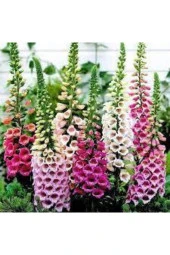 10 Adet Tohum Yüksük Otu Çiçeği Tohumu Çiçek Tohumları Saksı Toprak Sürpriz Hediye Tohumla Gönderi thumbnail 1