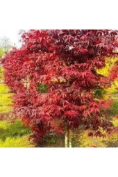 Tohum Çok Nadir Bulunan Kırmızı Japon Samaşık Tohumu Japon Sarmaşığı Sürpriz Hediye Tohumlu 20 Adet thumbnail 3