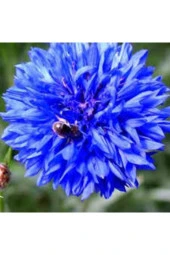 10 Adet Tohum Nadir Bulunan Mavi Kantoron Otu Çiçeği Tohumu Mavi Kantaron Çiçeği Sürpriz Hediyeli thumbnail 1