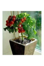 150 Adet Tohum Süper Paket Cherry Çeri Domates Tohumu Saksılık Saksı Toprak Sürpriz Hediye Tohum - 2