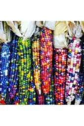 5 Adet Tohum Nadir Renkli Mısır Tohumu Renkli Mısır Hint Mısırı Yeni Mahsül Hormonsuz Verimli - 1