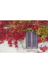 Tohum Çok Nadir Bulunan Kırmızı Japon Samaşık Tohumu Japon Sarmaşığı Sürpriz Hediye Tohumlu 20 Adet thumbnail 4