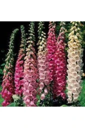 10 Adet Tohum Yüksük Otu Çiçeği Tohumu Çiçek Tohumları Saksı Toprak Sürpriz Hediye Tohumla Gönderi thumbnail 3